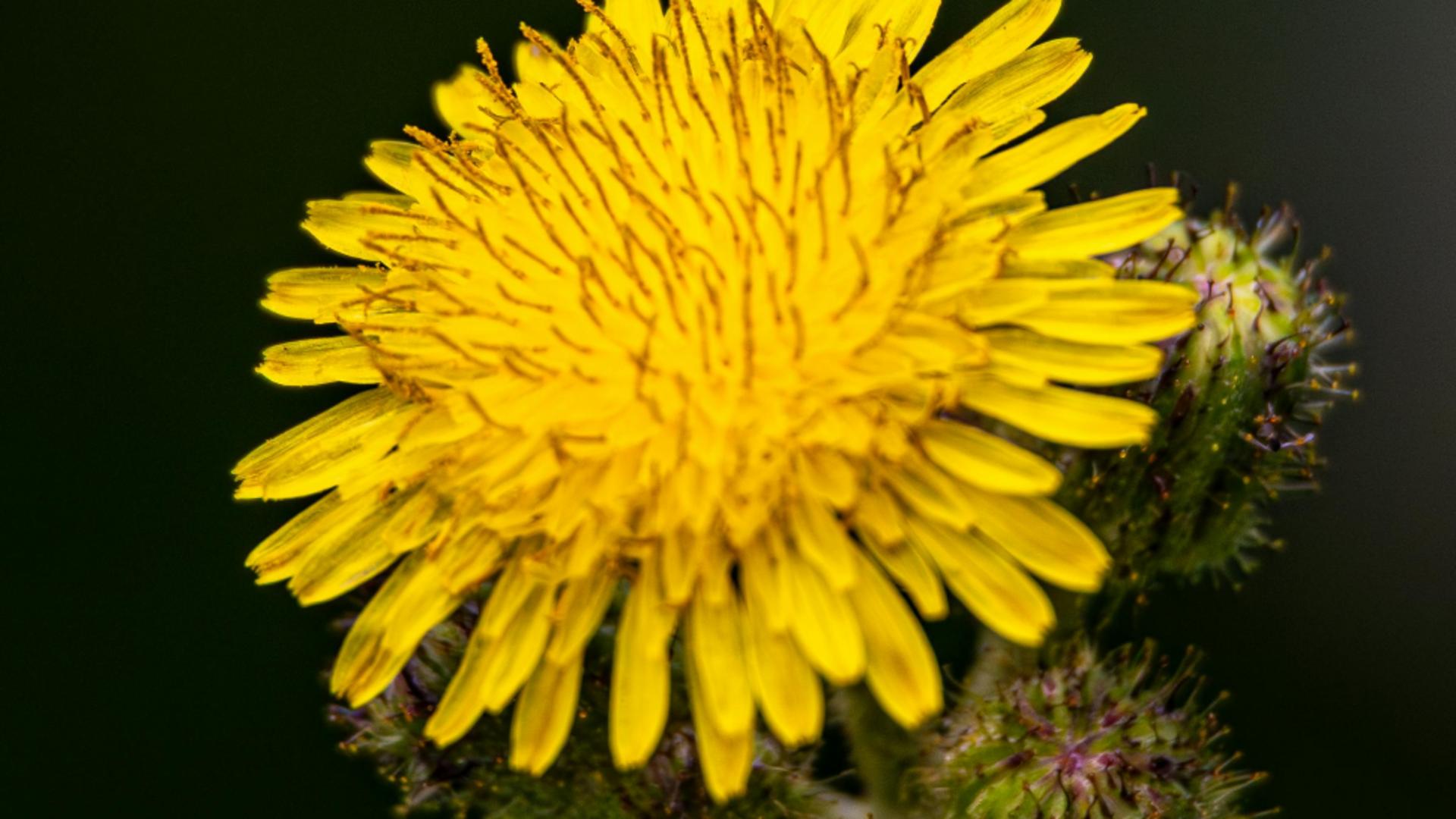 Planta care susține energia vitală. Apreciată încă din Egiptul Antic. Este prezentă pe toate câmpurile din România