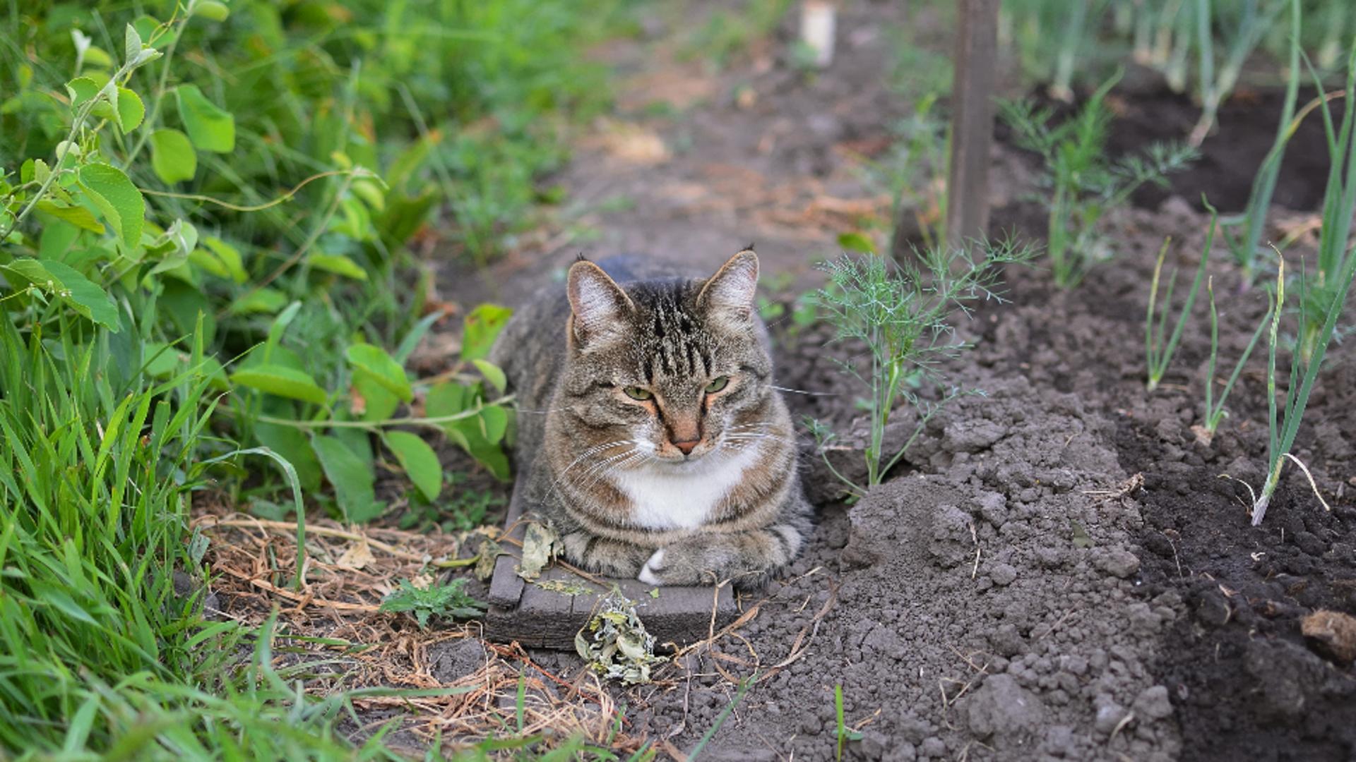 Plante care nu le plac pisicilor. Verdeața care le sperie cel mai tare pe micile feline
