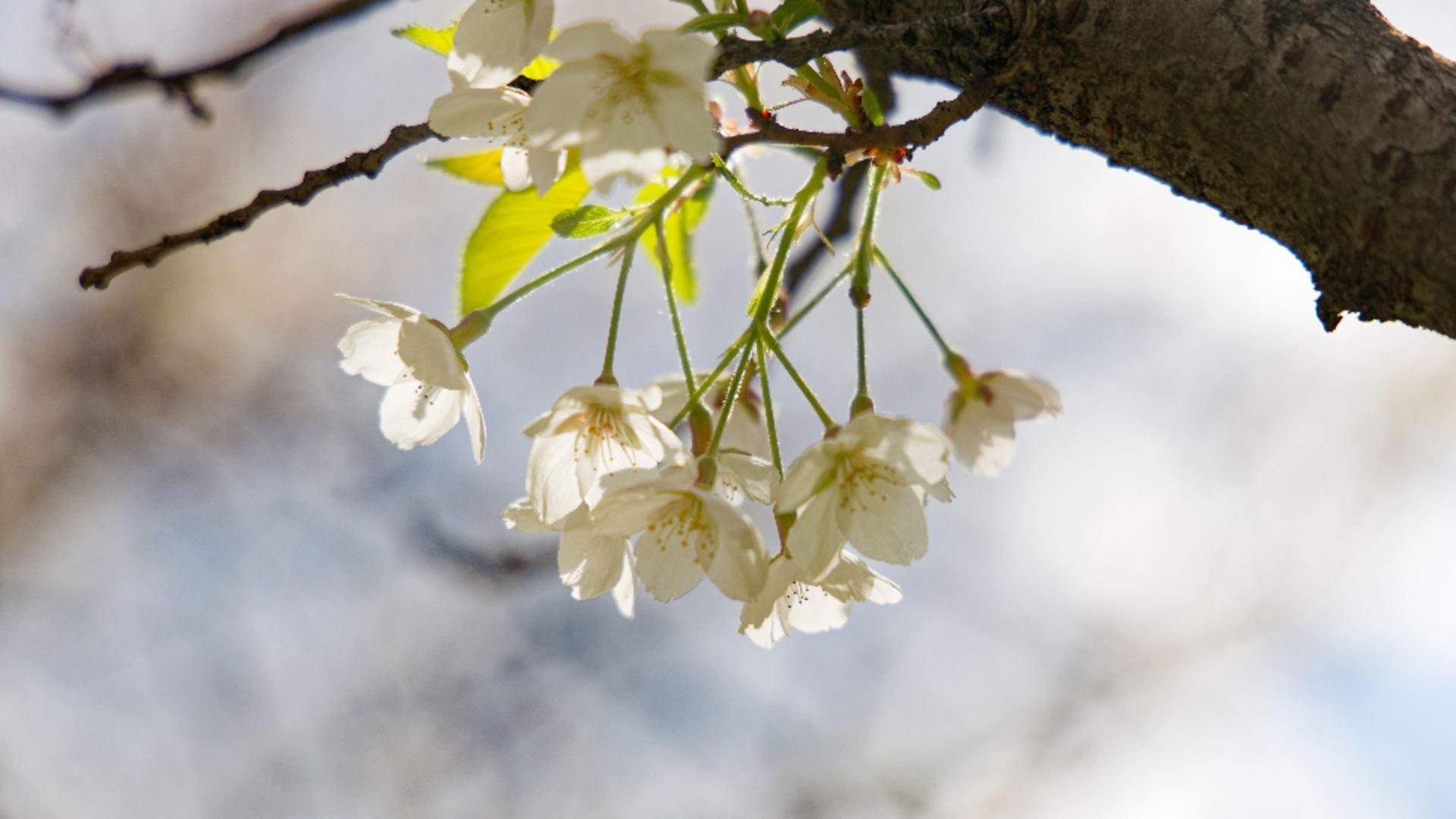 Primăvară/ Profimedia 