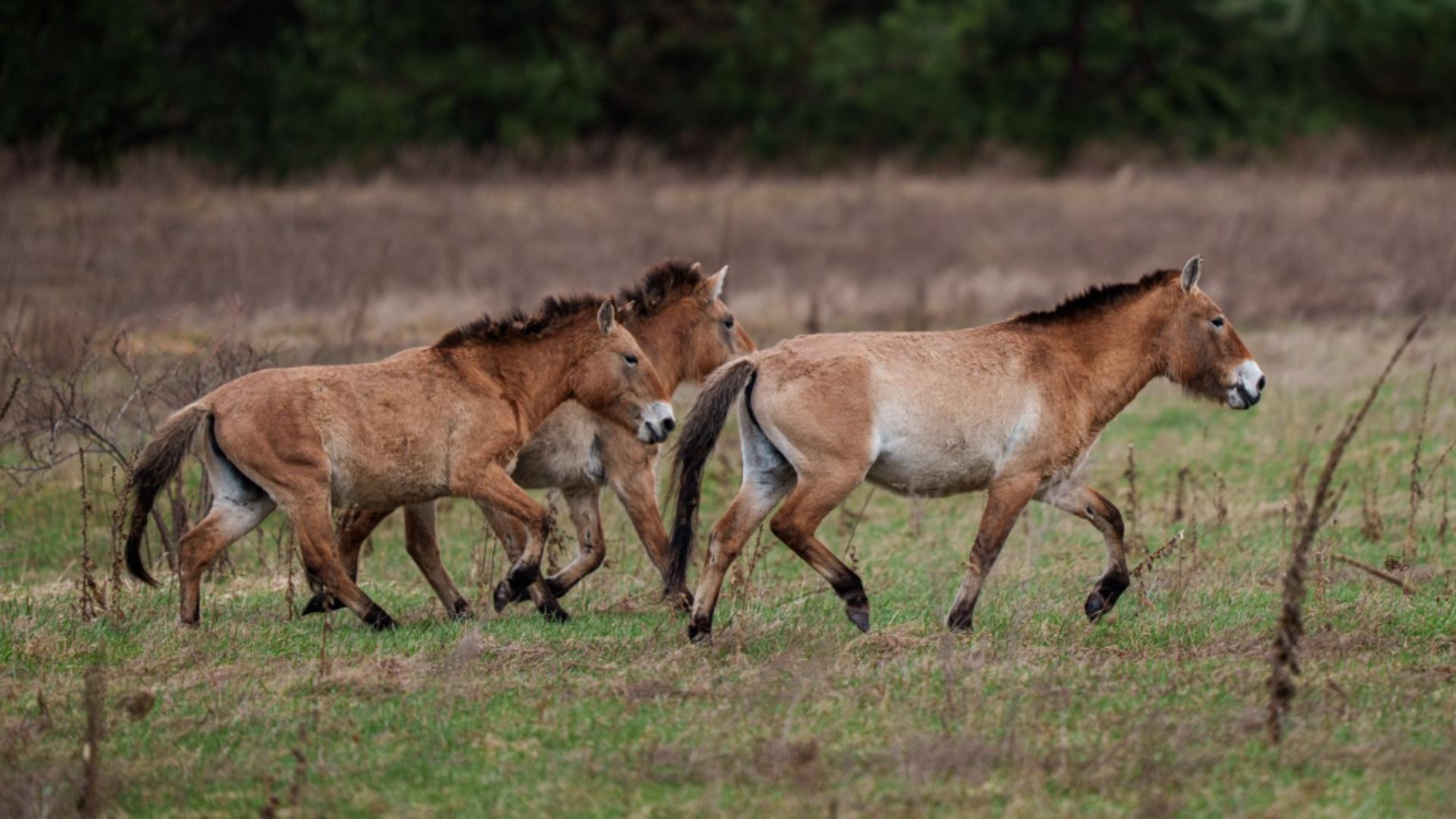 Caii sălbatici de la Cernobîl. Foto: Profimedia
