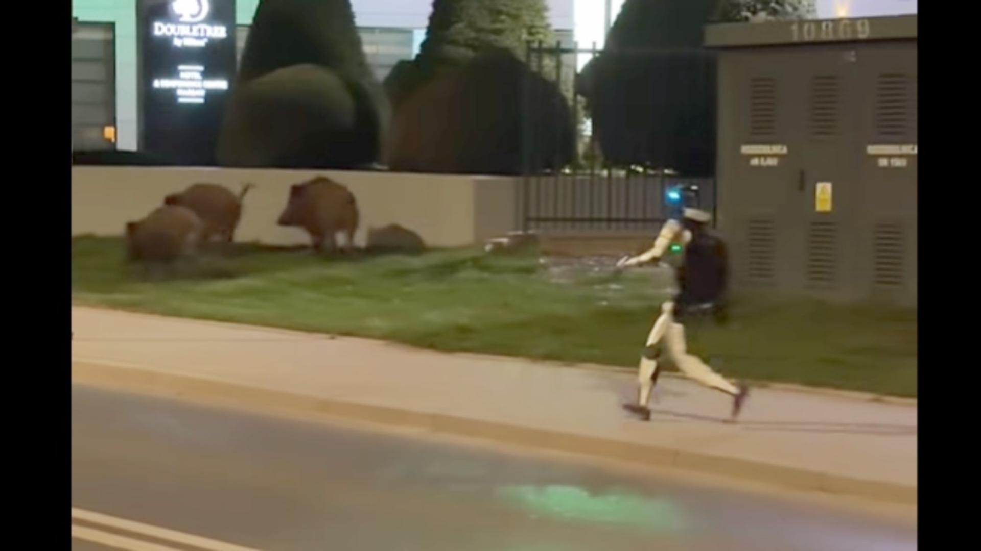  Un robot umanoid fugărește mistreți pe stradă