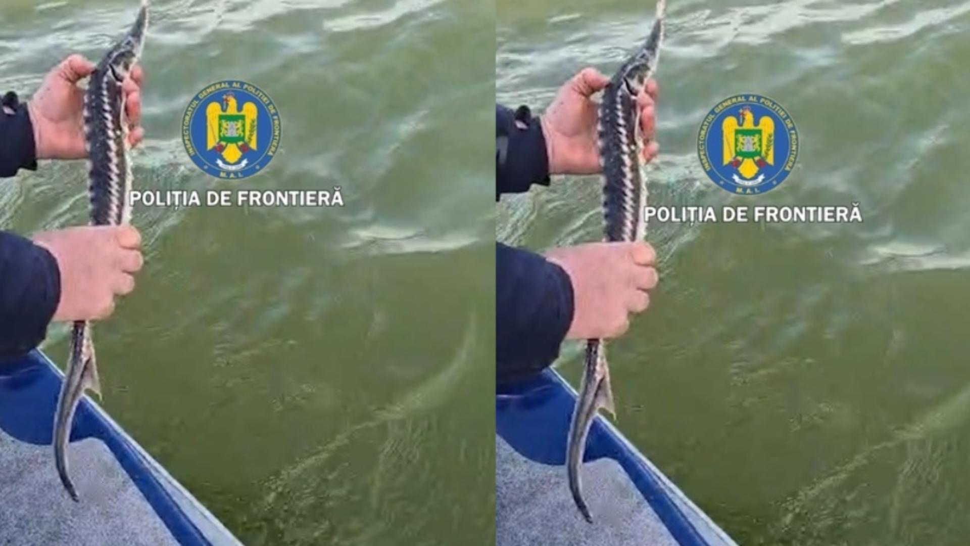 Braconaj în județul Tulcea