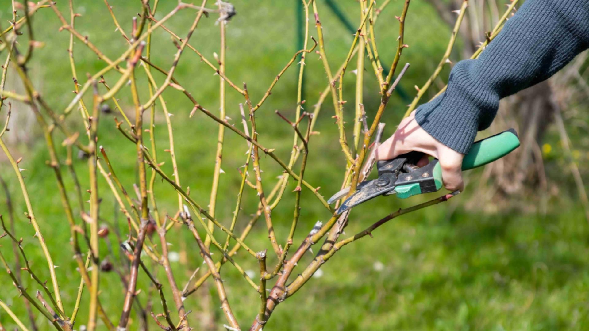 Cum să cureți trandafirii primăvara